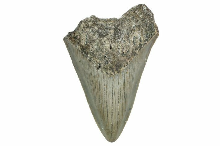 Serrated, Fossil Megalodon Tooth - North Carolina #338501